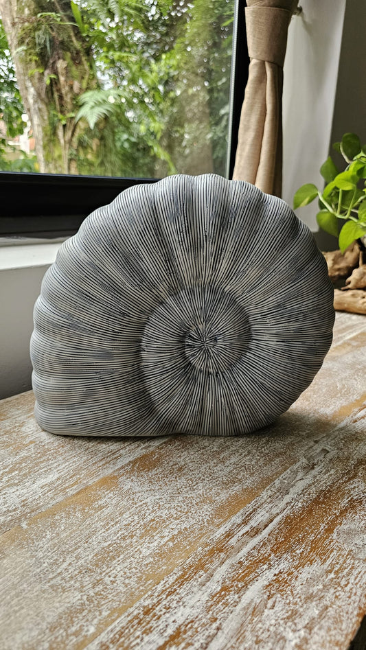 Seashell - Large