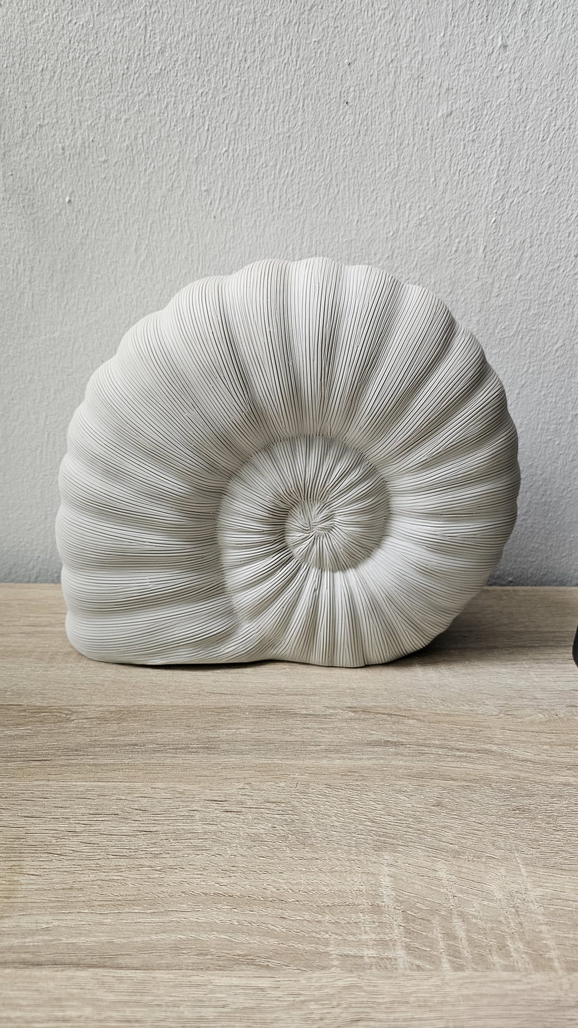 Seashell - Large
