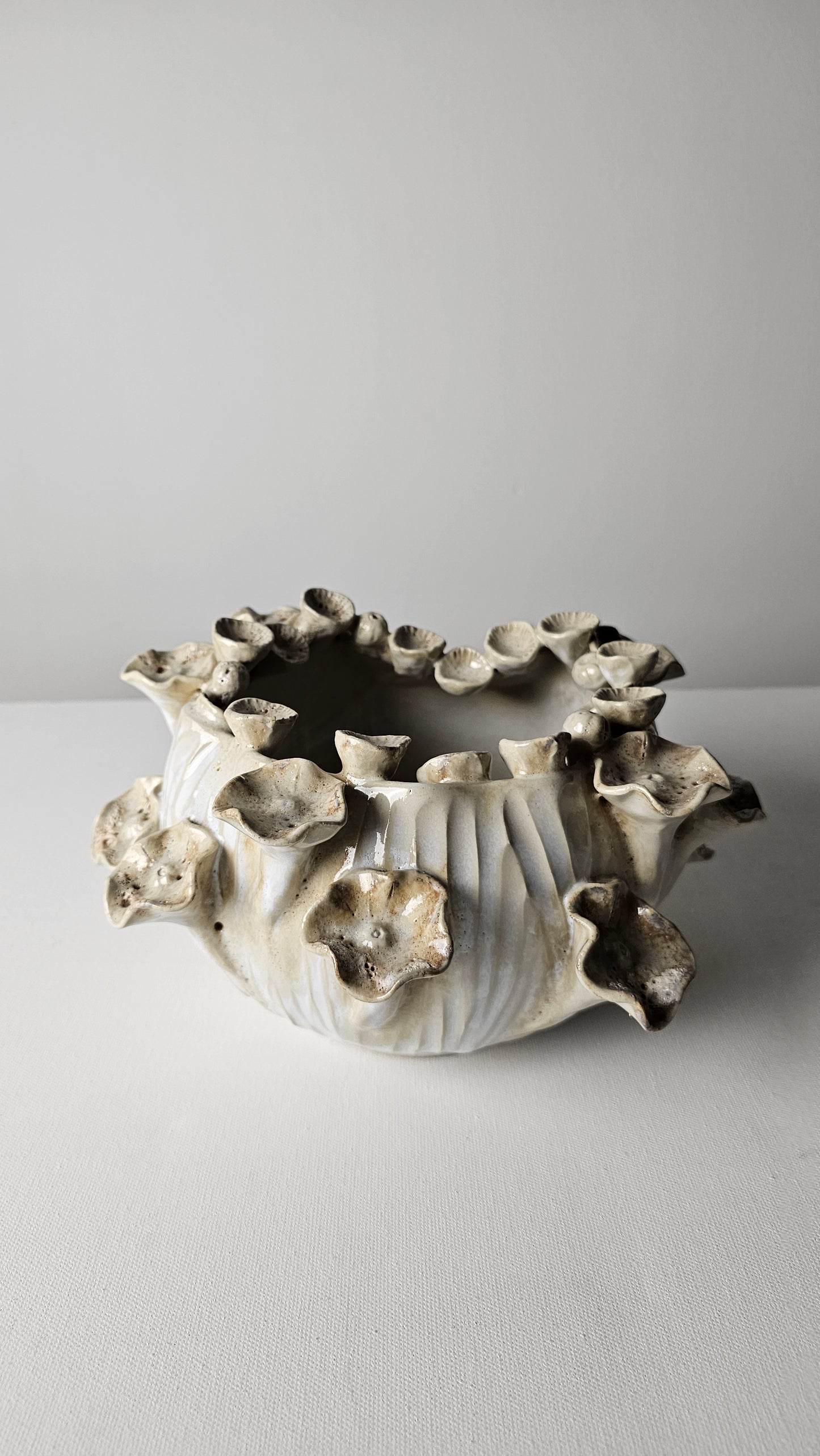 Ivory Coral