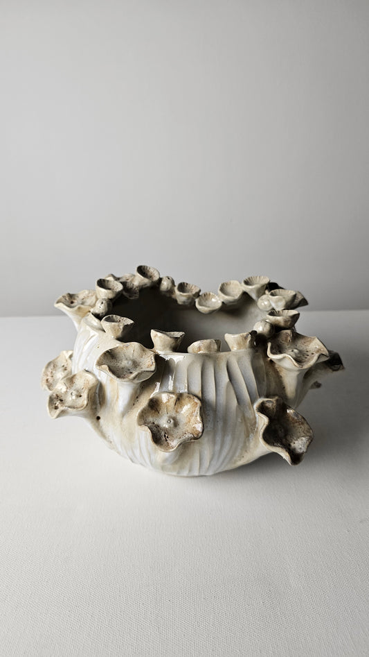 Ivory Coral